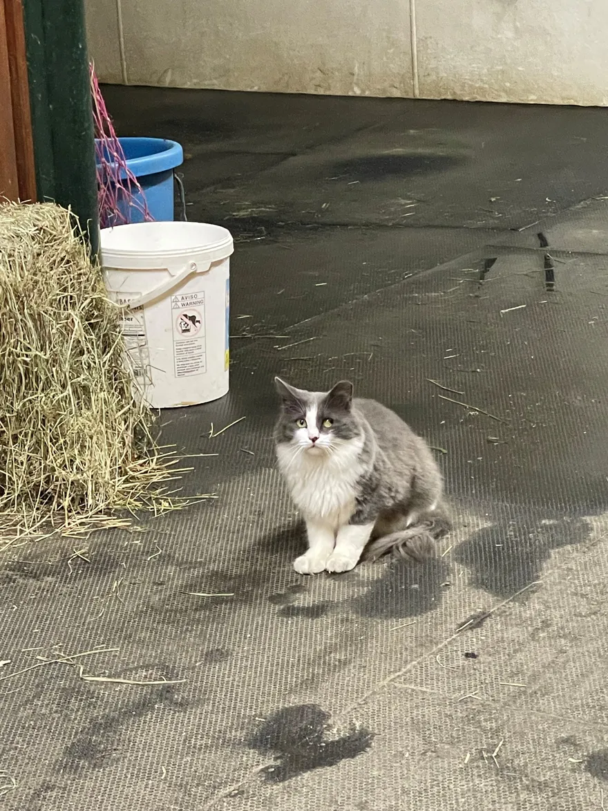 Baby Cat, the fluffy light-grey resident barn cat, on the barn mats