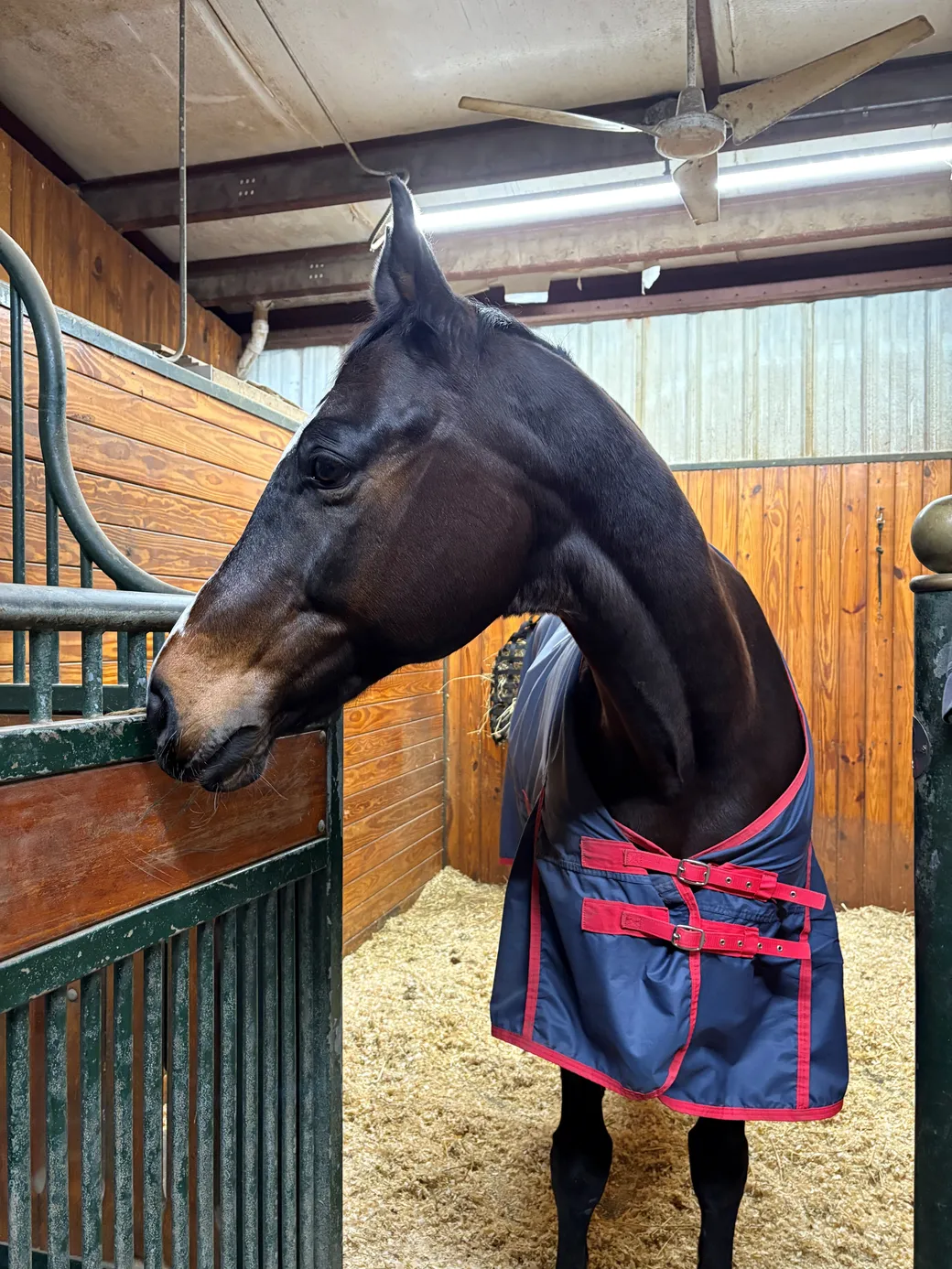 A blanketed bay horse in a deeply bedded European-style stall at Avastar
