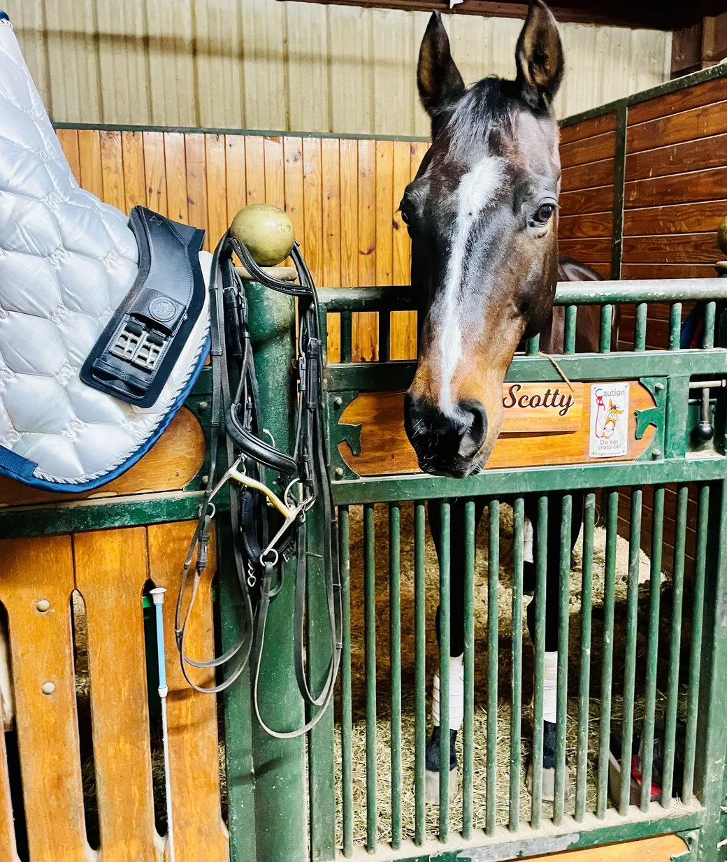 Scotty, a bay horse, looking over a green European-style stall front with his nameplate