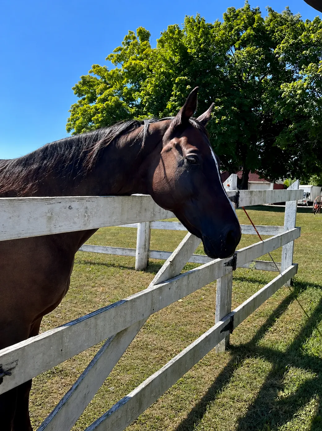 A dark bay horse leaning his head over the white gate of his paddock on a sunny summer day