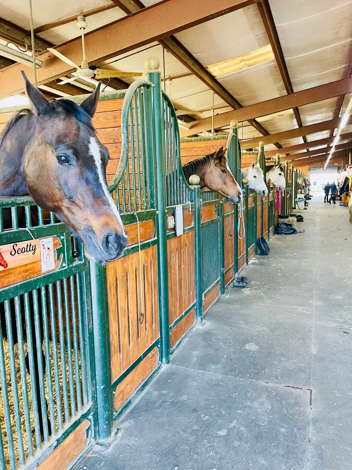 A row of curious horses looking out over the European stall fronts down the matted barn aisle