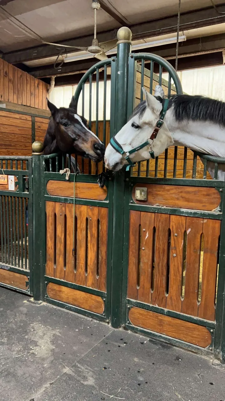 Two Avastar horses, a bay and a grey, reaching over their stall fronts to nuzzle