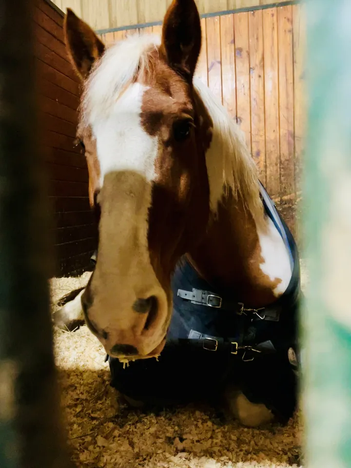 A blanketed horse lying down and resting comfortably in a deeply bedded stall