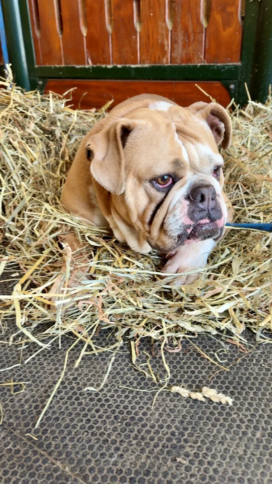 Tonka, Jenn's English bulldog, lying contentedly in a pile of hay