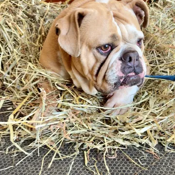 Tonka, Jenn's English bulldog, lying contentedly in the barn